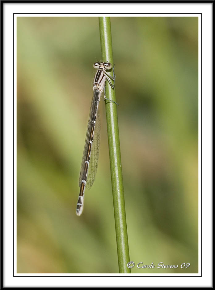 Blue Damselfly Enallagma cyathigerum