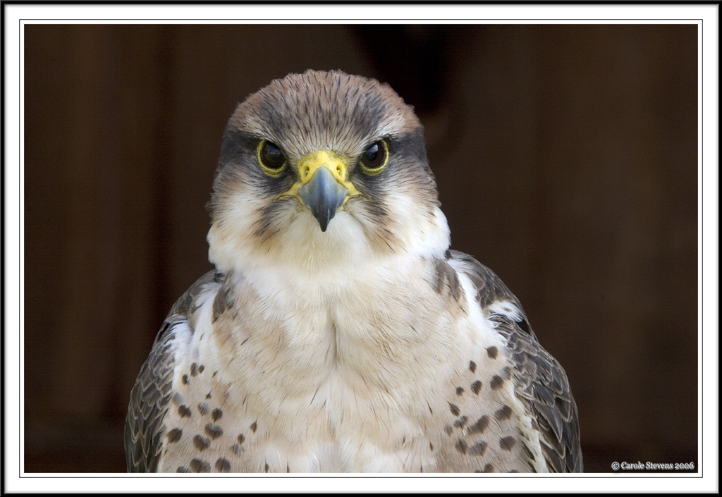 Lanner Falcon!