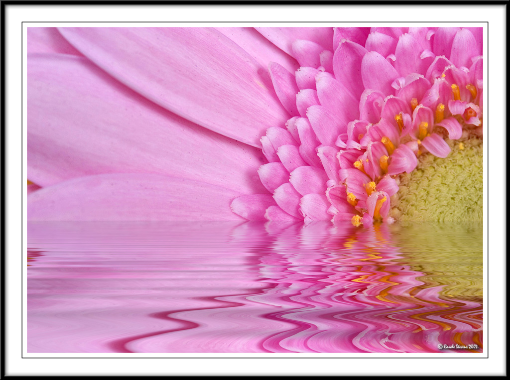 Pink petal in water!