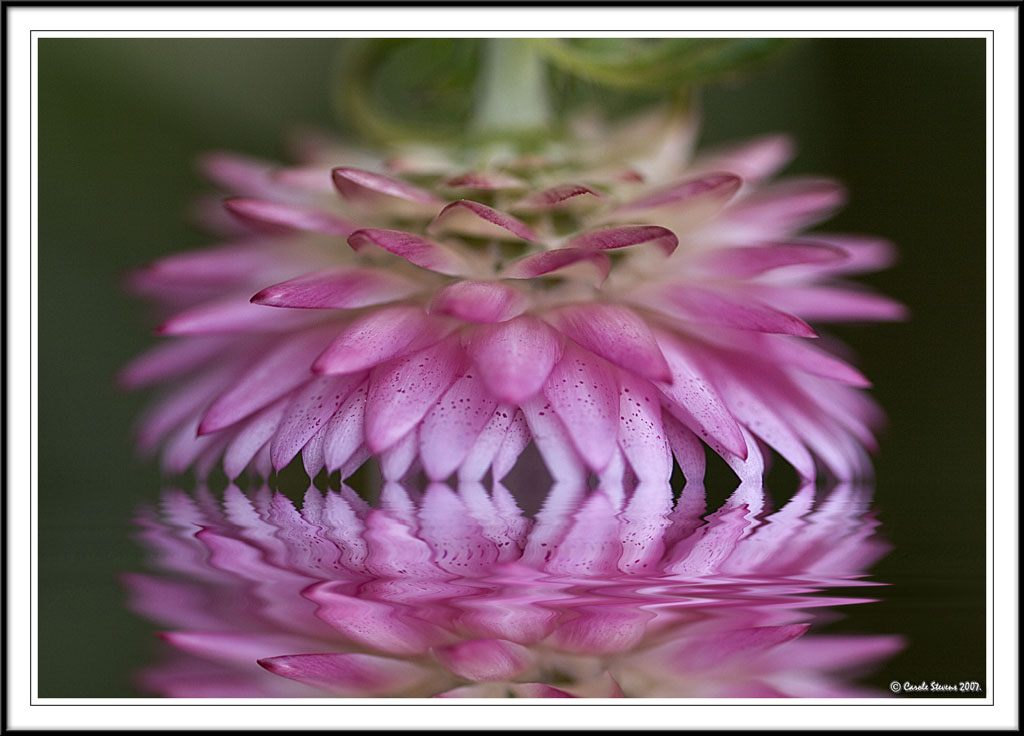 Liquid petals!