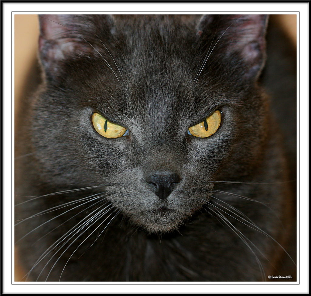 Mad cat!