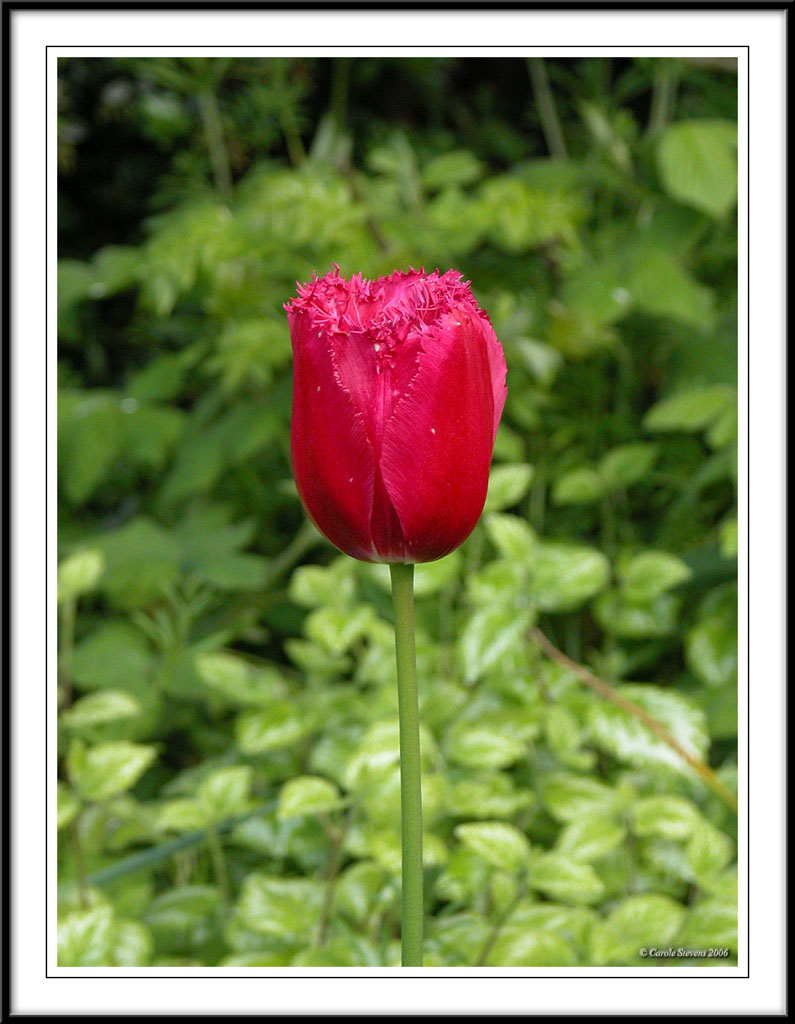 Frilly Tulip!