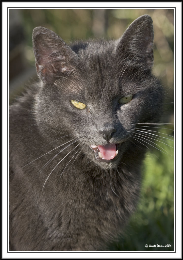 Casper bored of being the model!