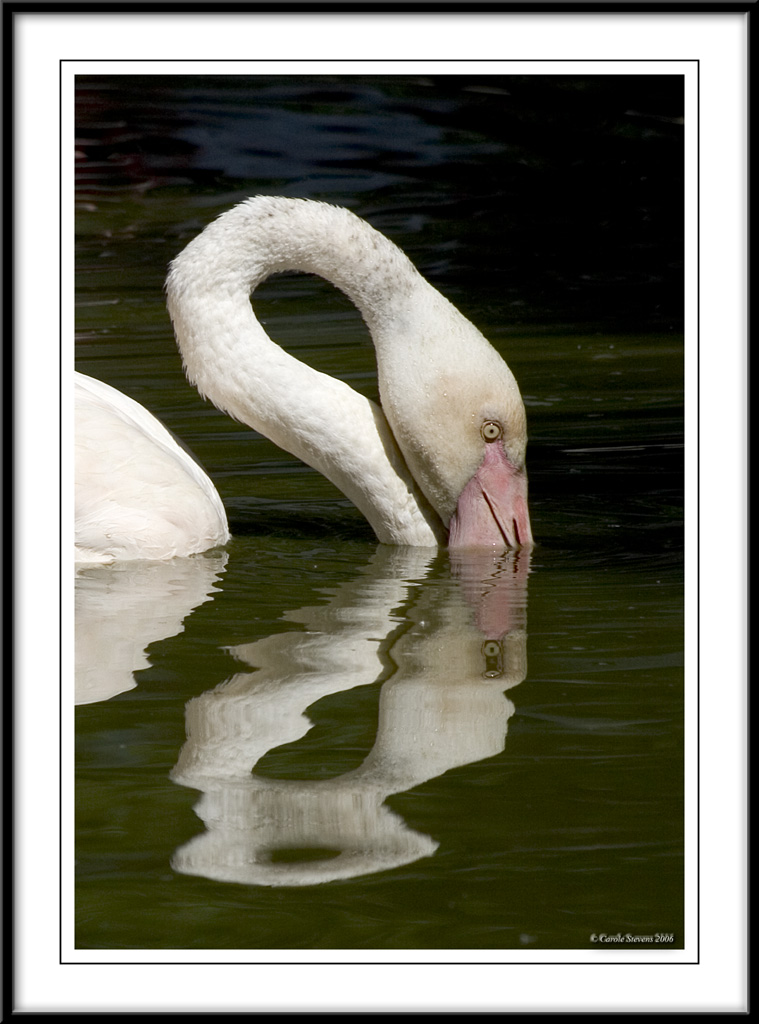 Flamingo neck!