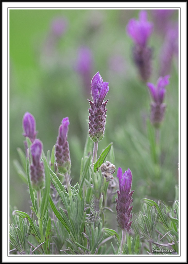 Lavenders across the border!
