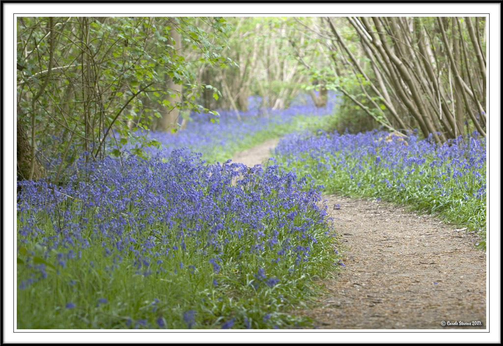 Paths of blue!