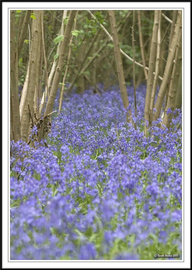 Bluebells!