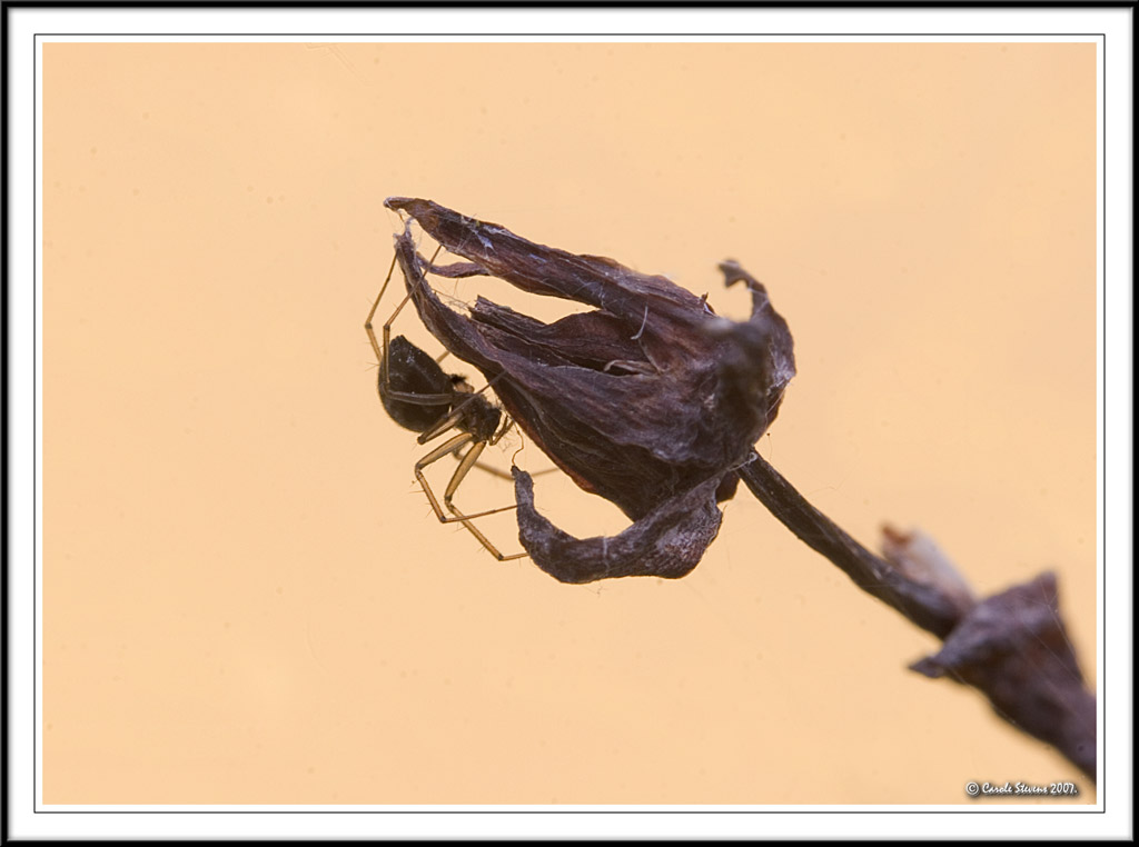 Home to a spider!