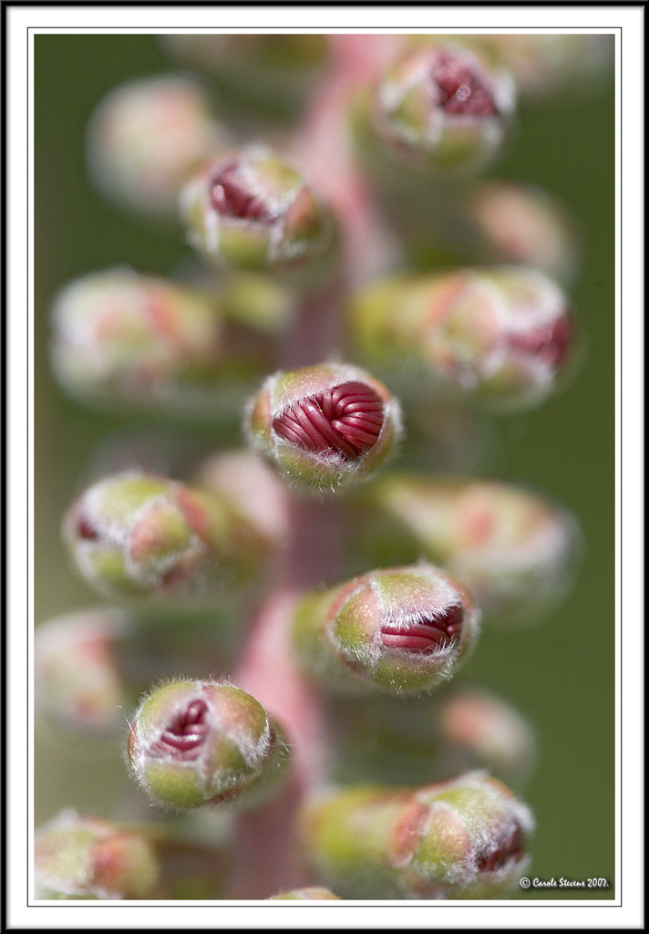 Bottlebrush starting to flower!