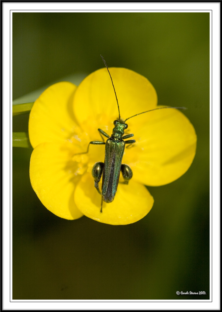 Click beetle - (Oedemera nobilis)  on buttercup!