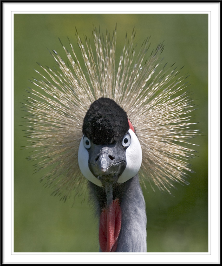 Madface crane!