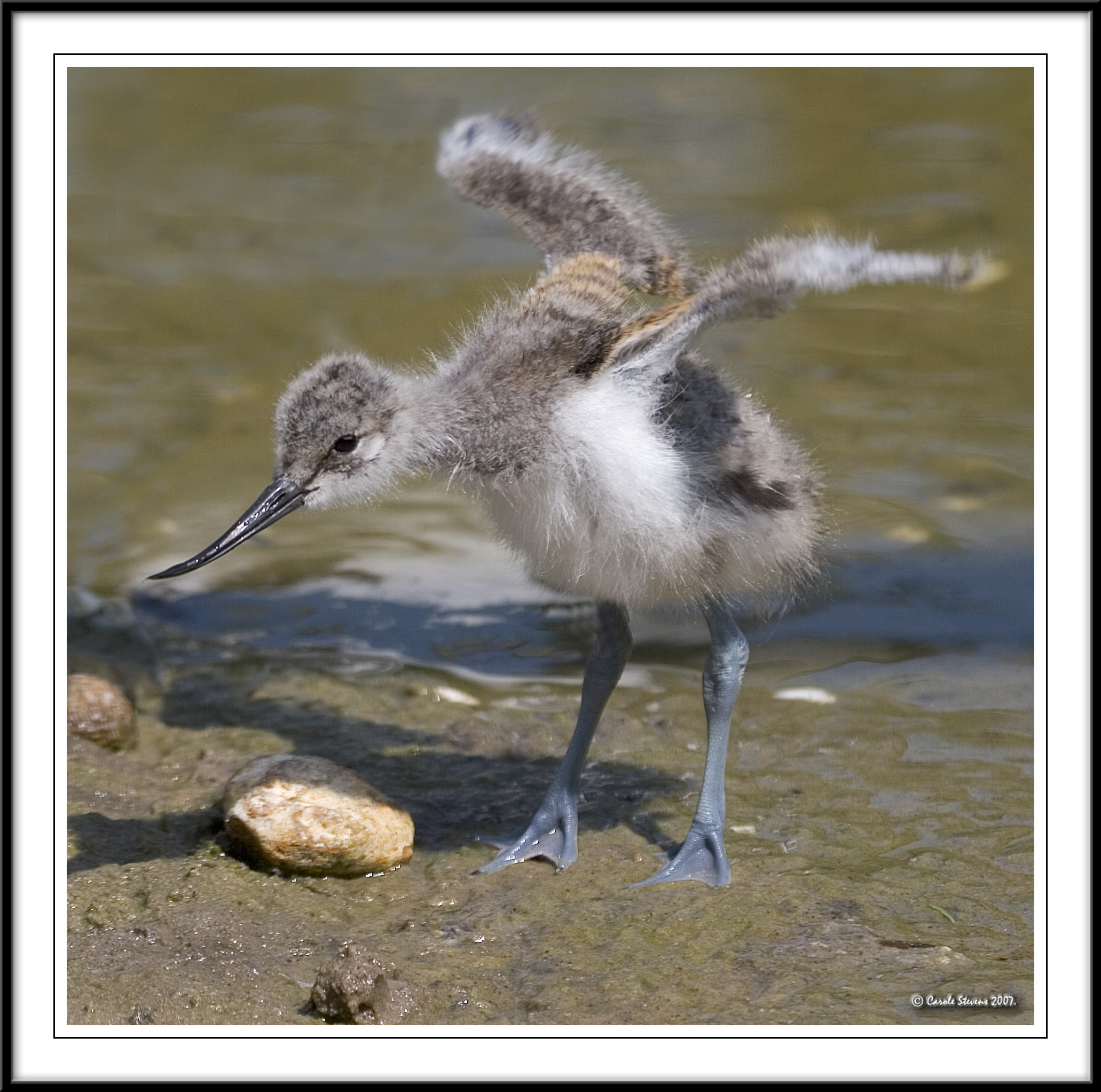 Avocet chick stretching!