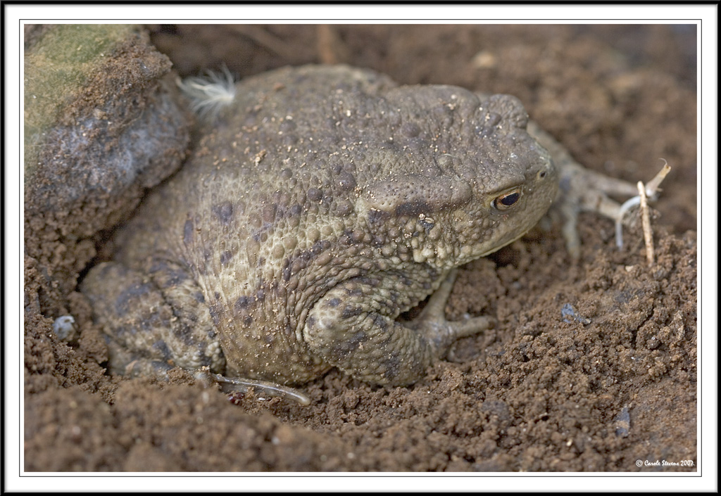 Common Toad - Bufo bufo