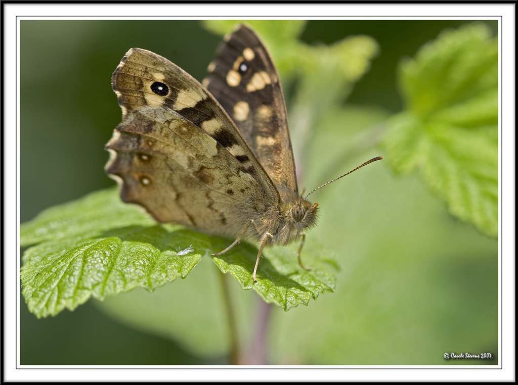Speckled wood butterfly - Parage aegaria!