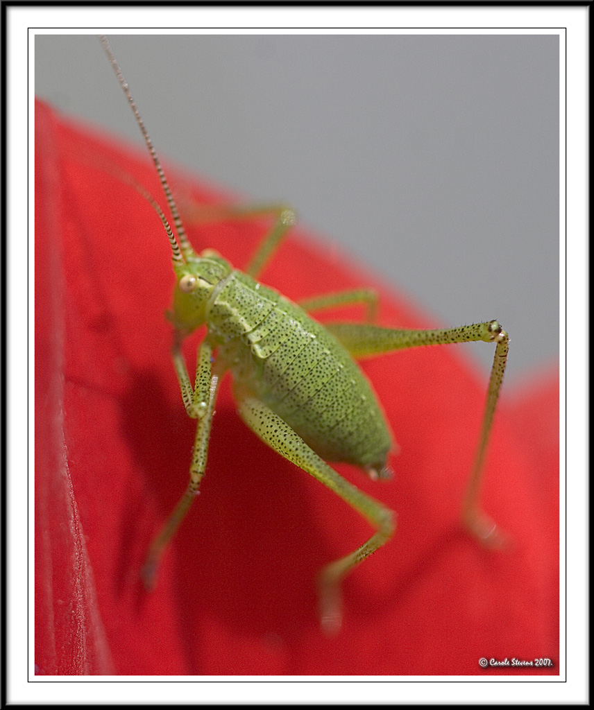 Speckled Bush Cricket - Leptophyes punctatissima