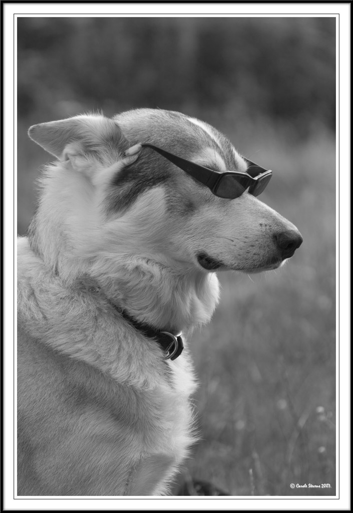 The Dog Father!