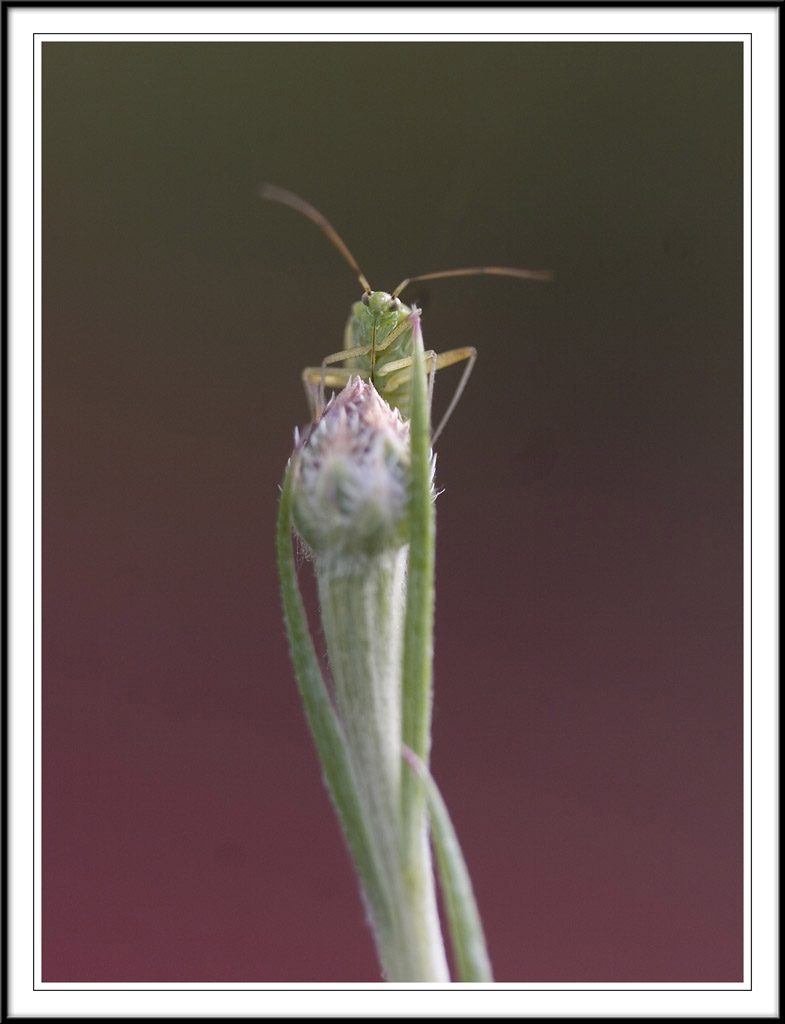 Common Caspid - Lygocoris pabulinus.!