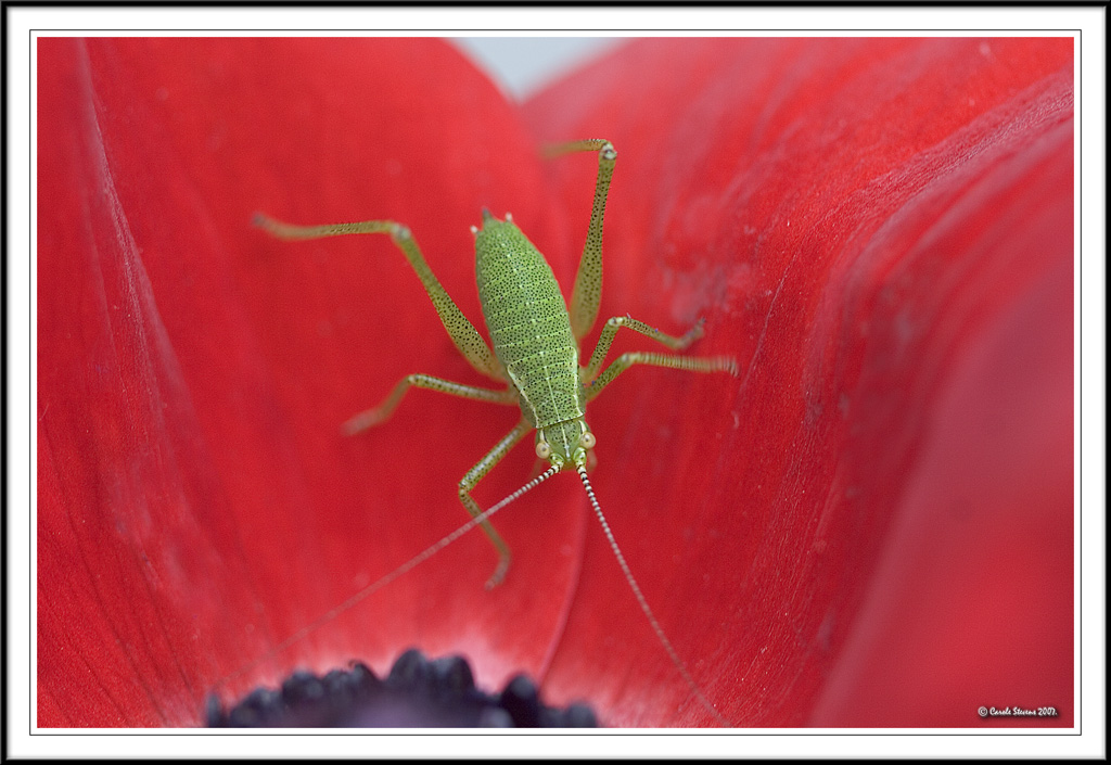 Speckled Bush Cricket!