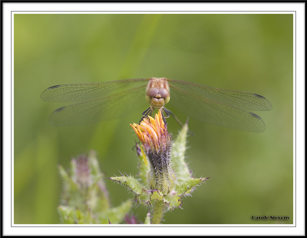 Common Darter - Sympetrum striolatum!