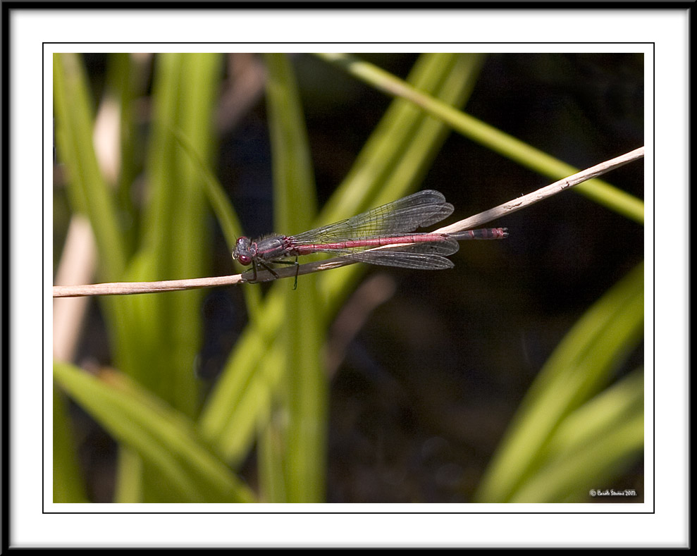 Large red damselfly - Pyrrhosoma nymphula!