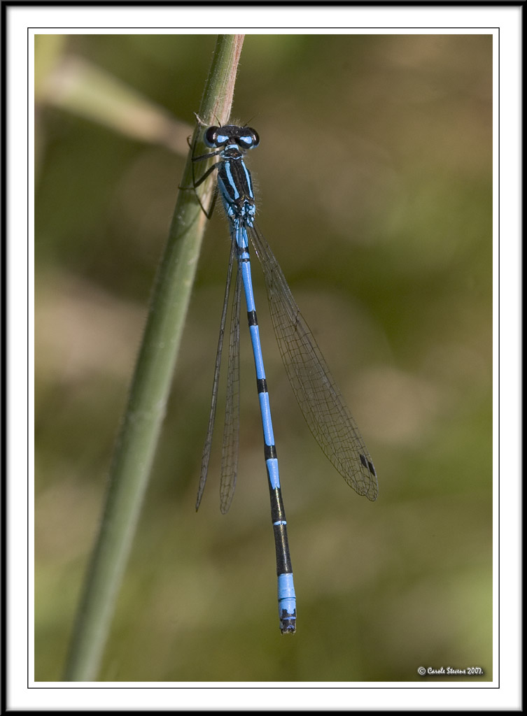 Azure damselfly - Coenagrion puella