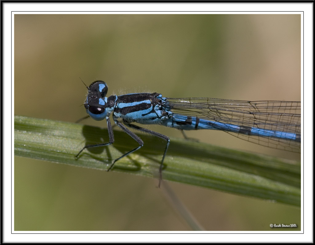 Azure Damselfly  - Coenagrion puella