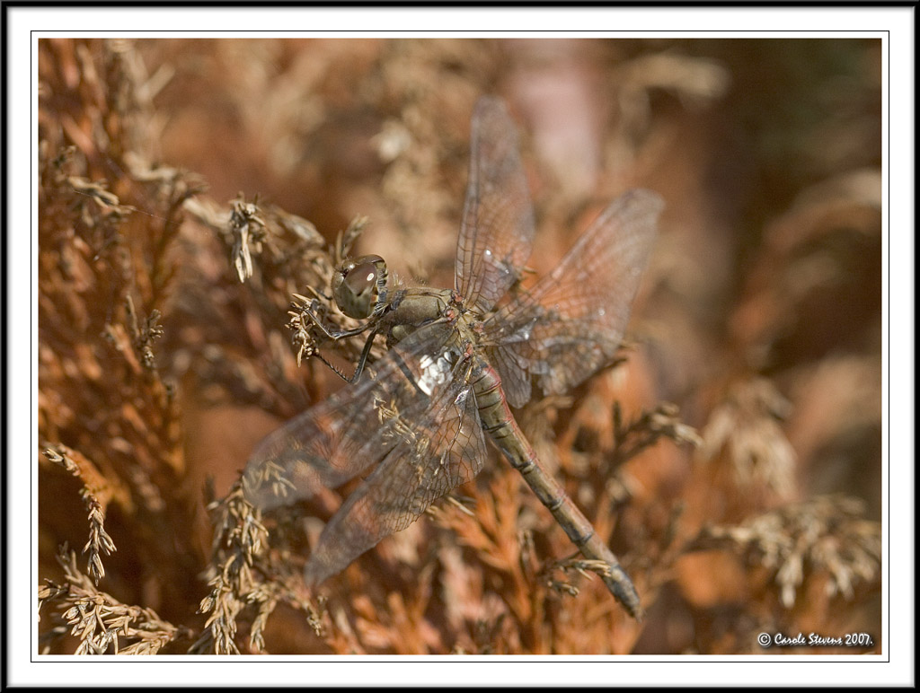 Brown Dragonfly