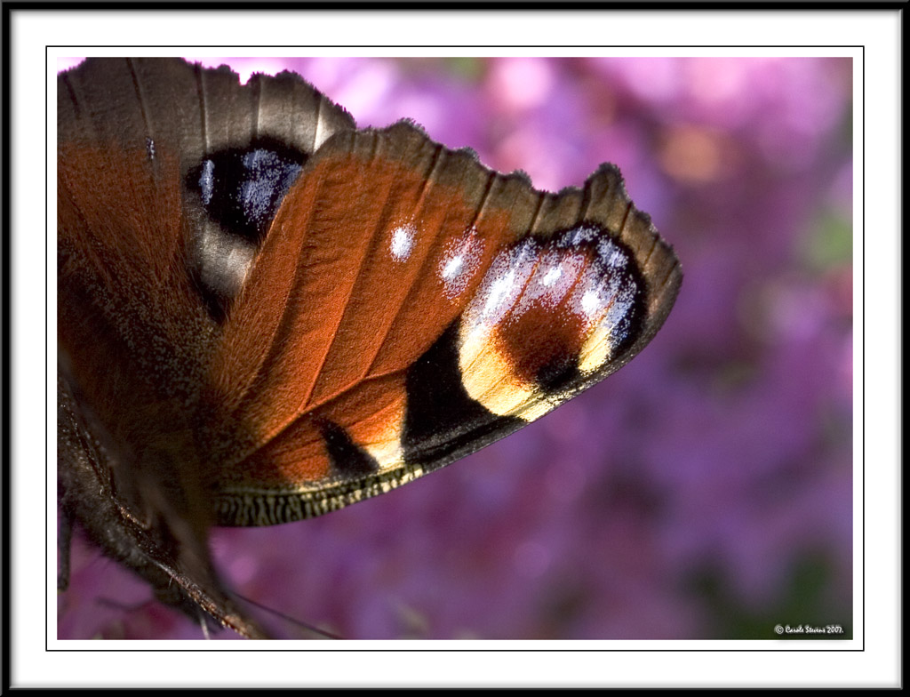 Peacock Butterfly wing!