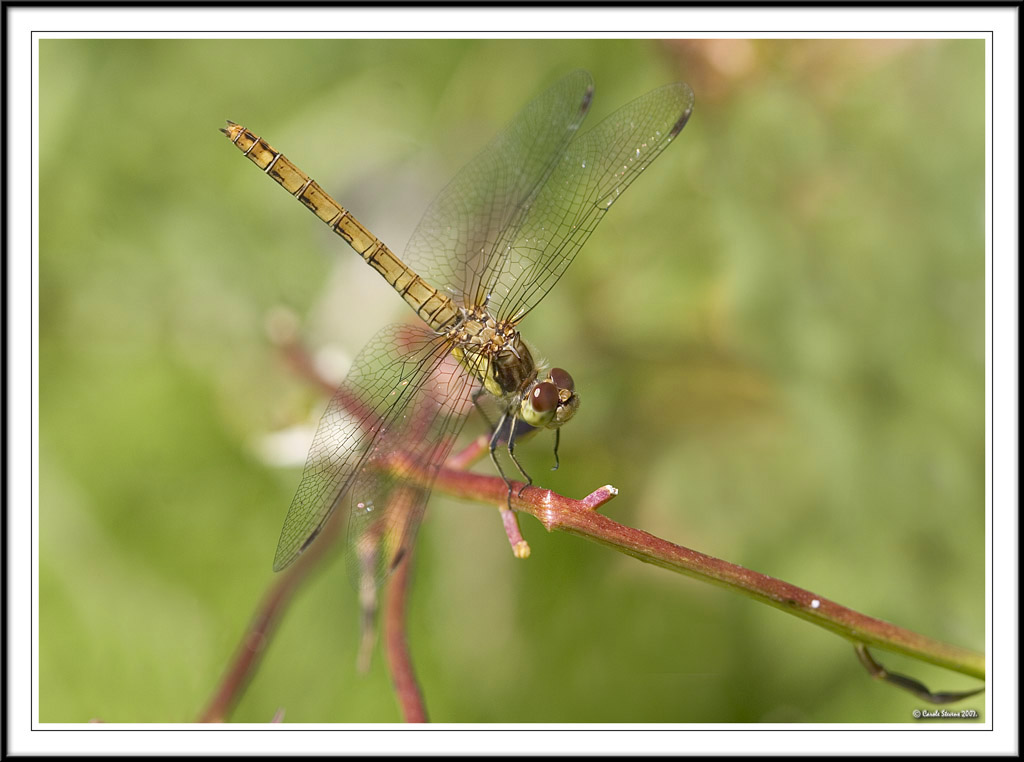Common Darter - Sympetrum striolatum!