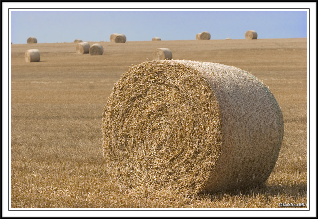 Fields of Bales!