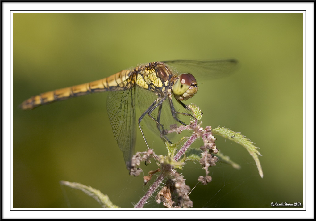 Ruddy darter - Sympetrum sanguineum!