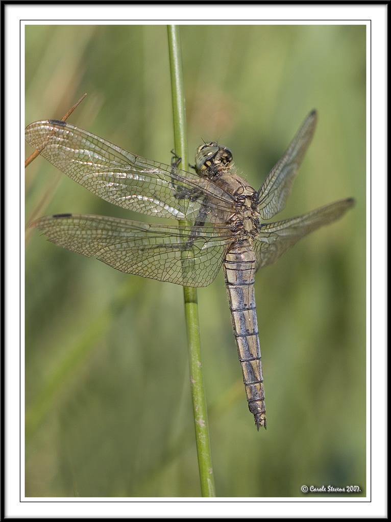 Black tailed skimmer - Orthetrum cancellatum