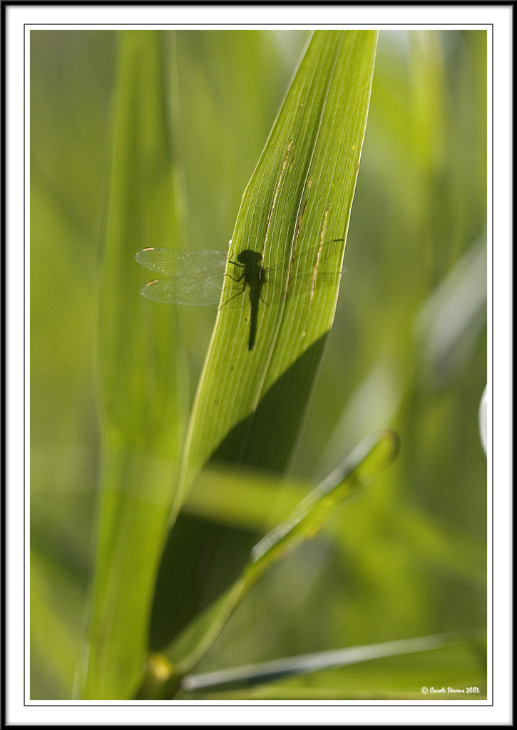 Silhoette of a Darter!