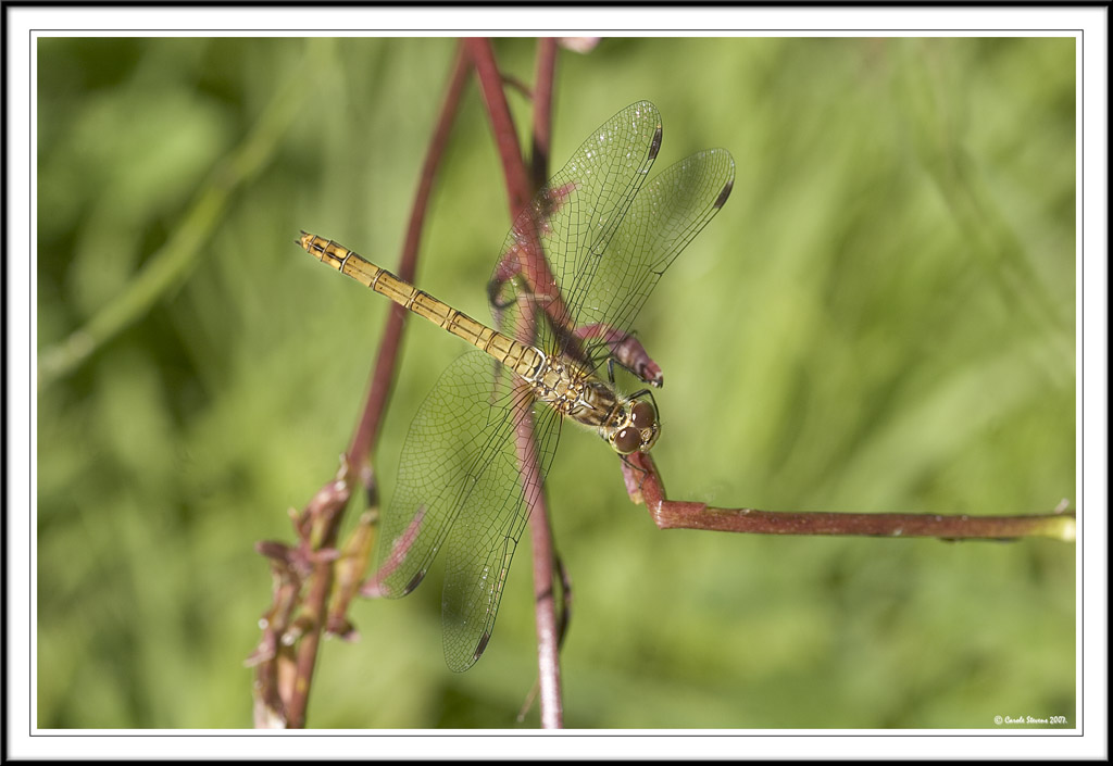 Female Darter topside view!