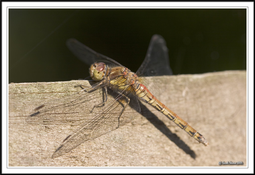 Jeuvenile Male Common Darter warming up!