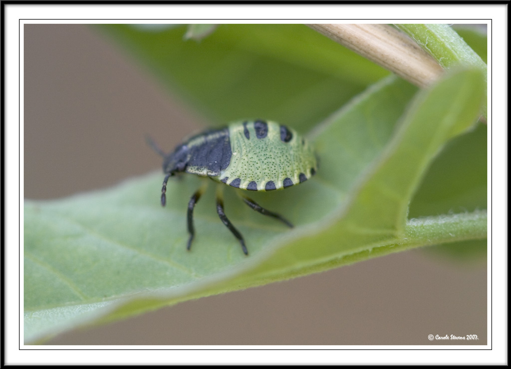 Green Sheild Bug nymph (Palomena Prasina).!