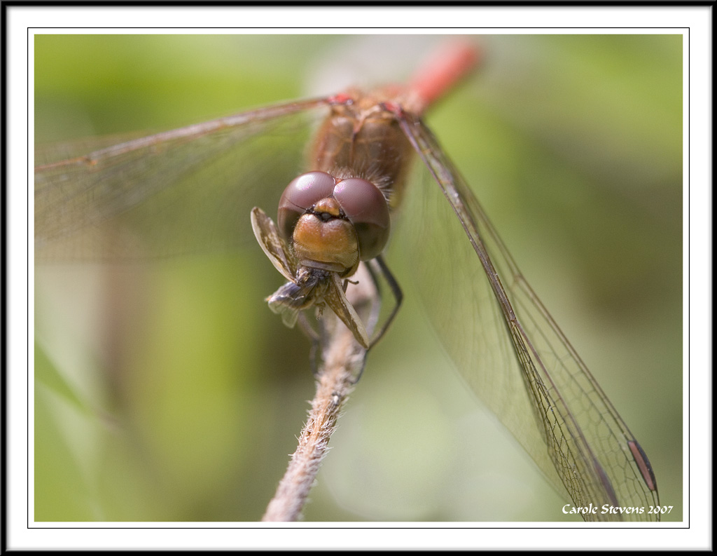 Darters Dinner- Male Common Darter!
