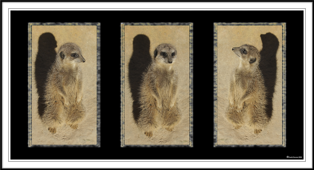 Scouting meercat!
