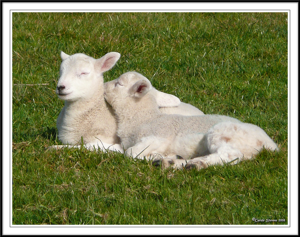 Its hard work being a lamb!