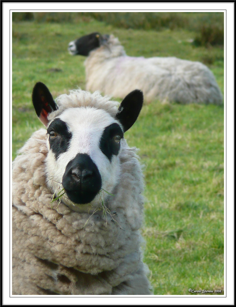 Panda sheep!