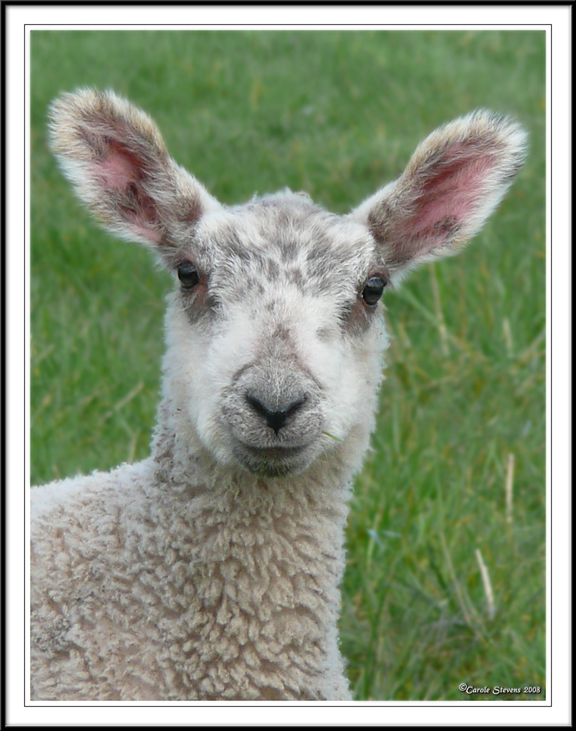 Who are ewe?