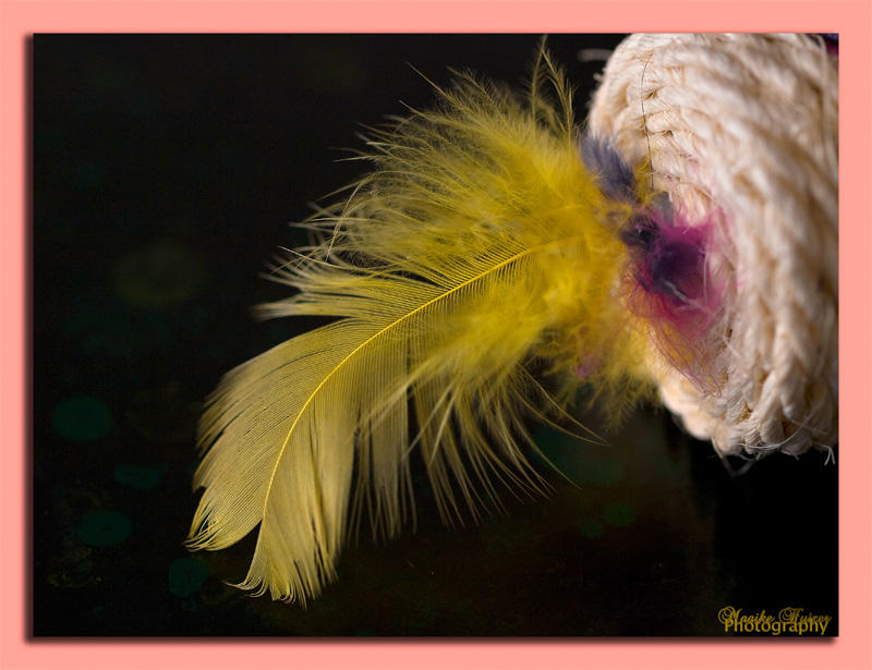 21 - Golden Feather