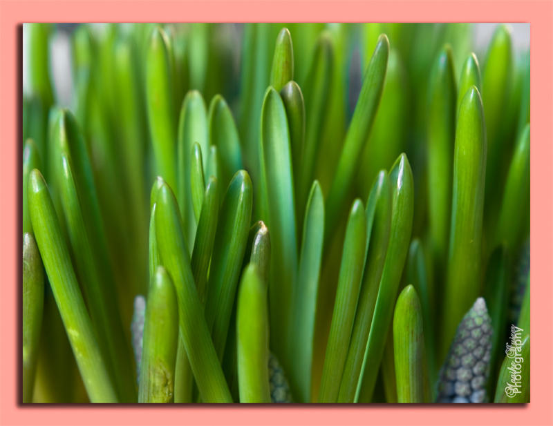 28 - Spring is coming