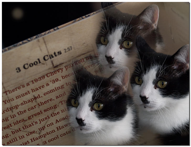 6 - 3 Cool Cats