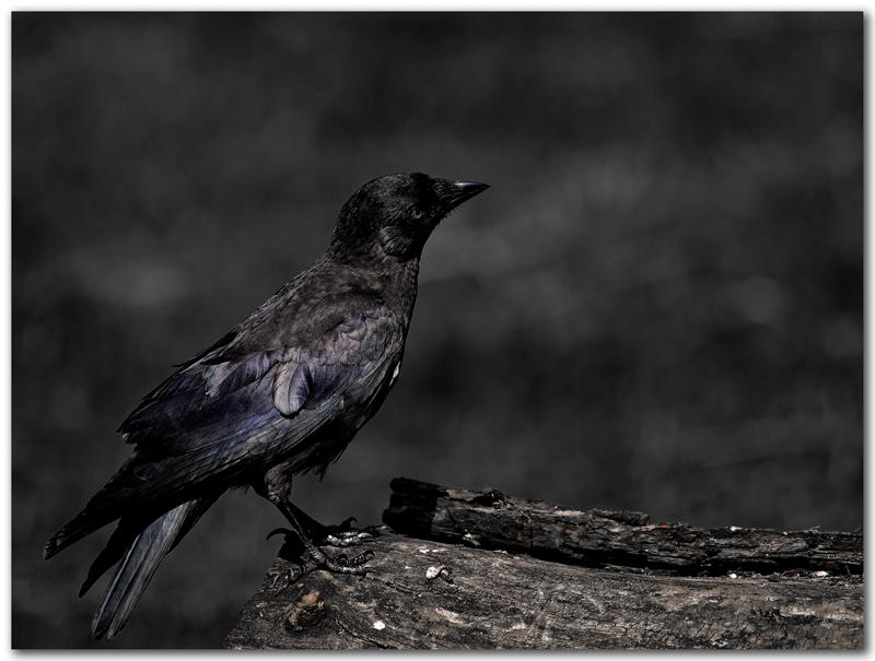 19 - Blackbird