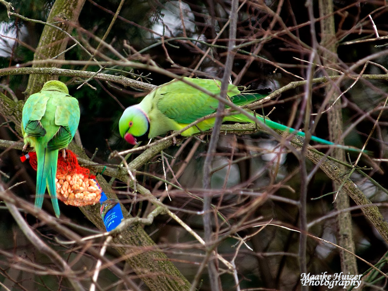 12 - Halsbandparkieten - Ringnecked Parakeets