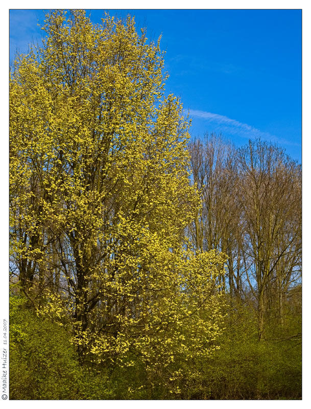 april 11th: Spring Yellow