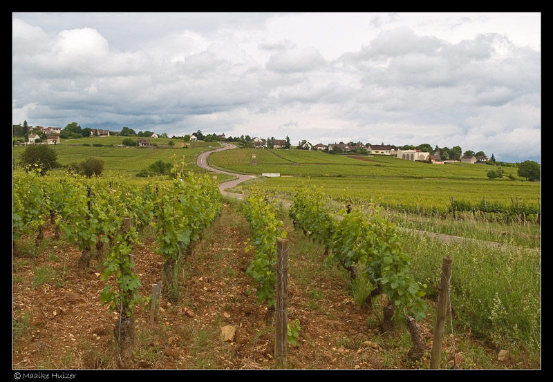 Vineyards