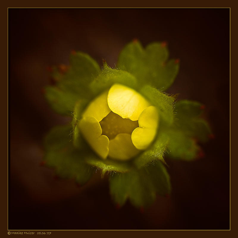 June 5th: Buttercup Bud