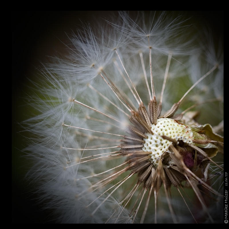 June 11th: Dandelion Fluff